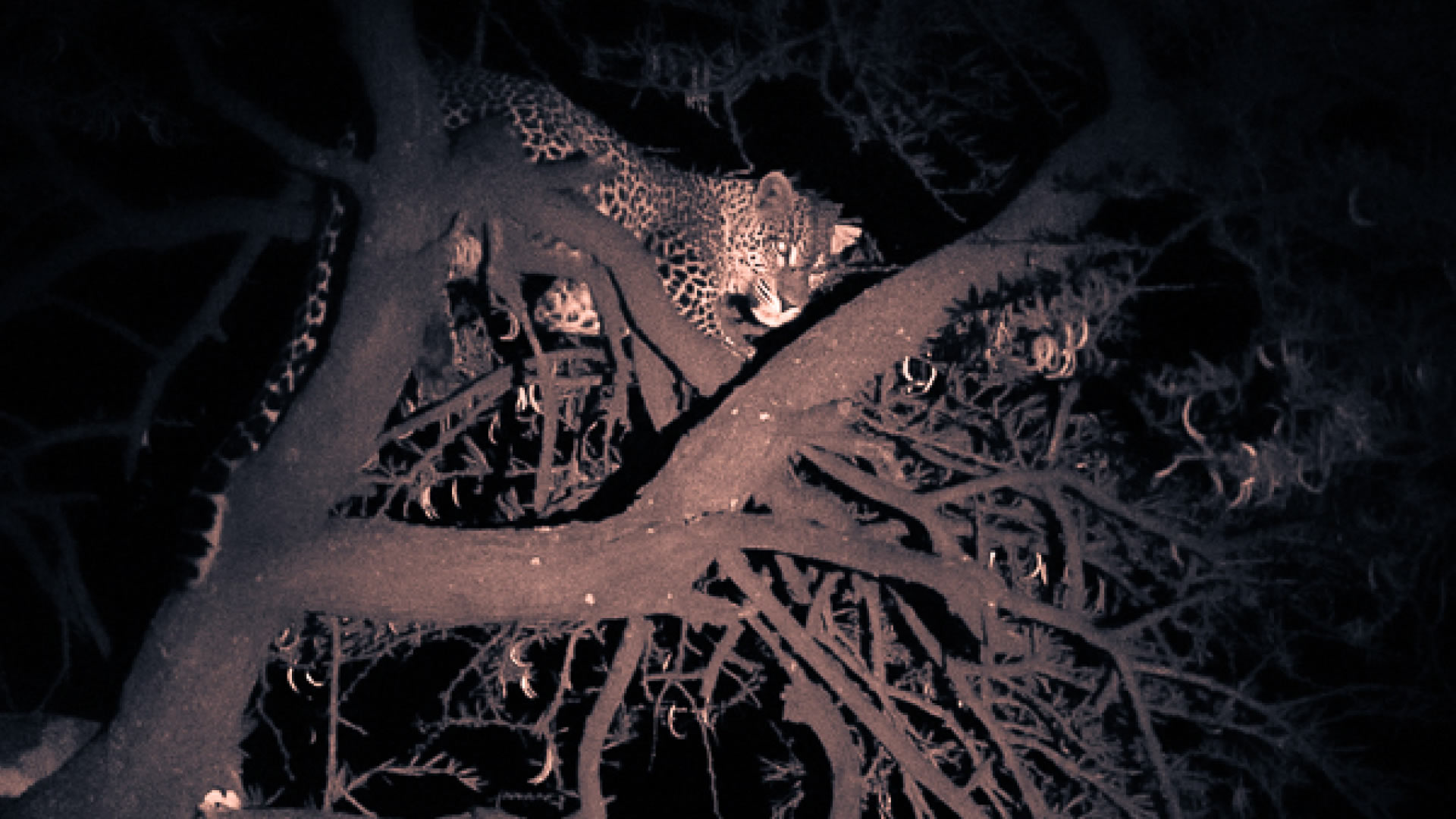 Wild Africa by Night