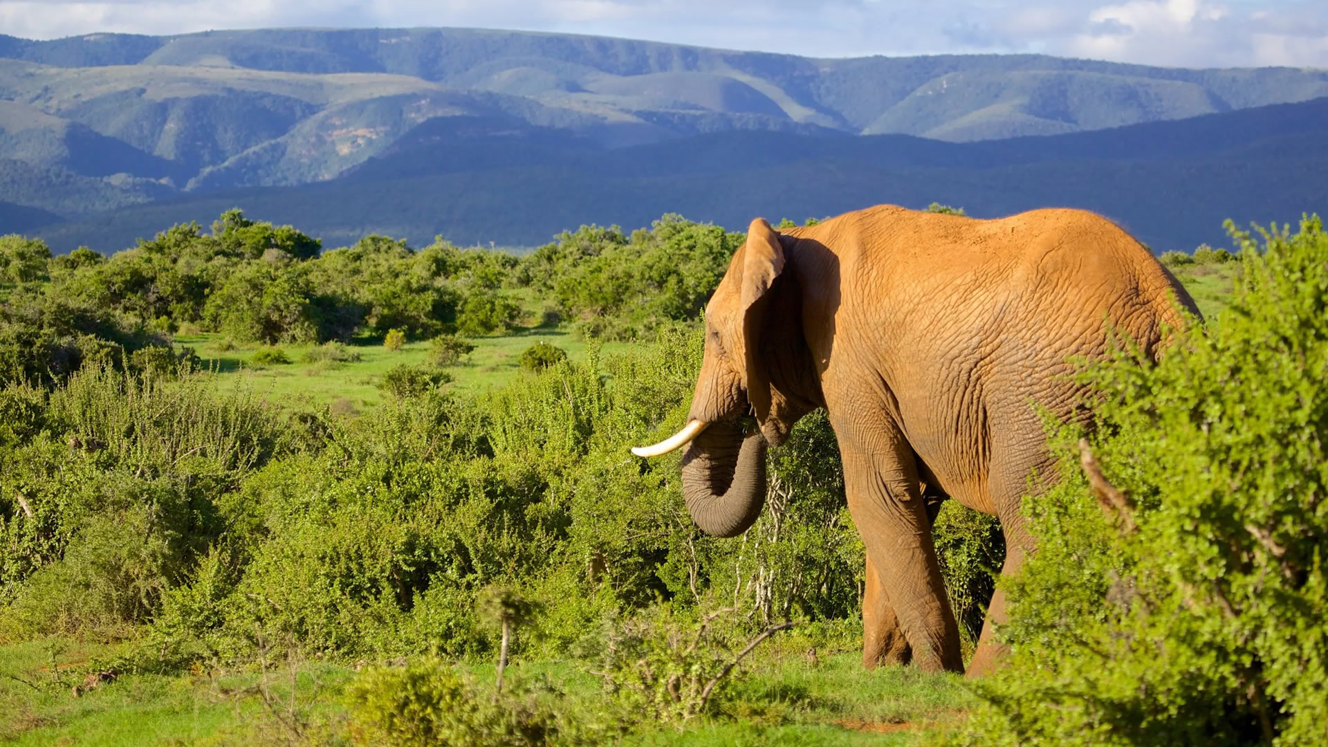 Addo Elephant National Park