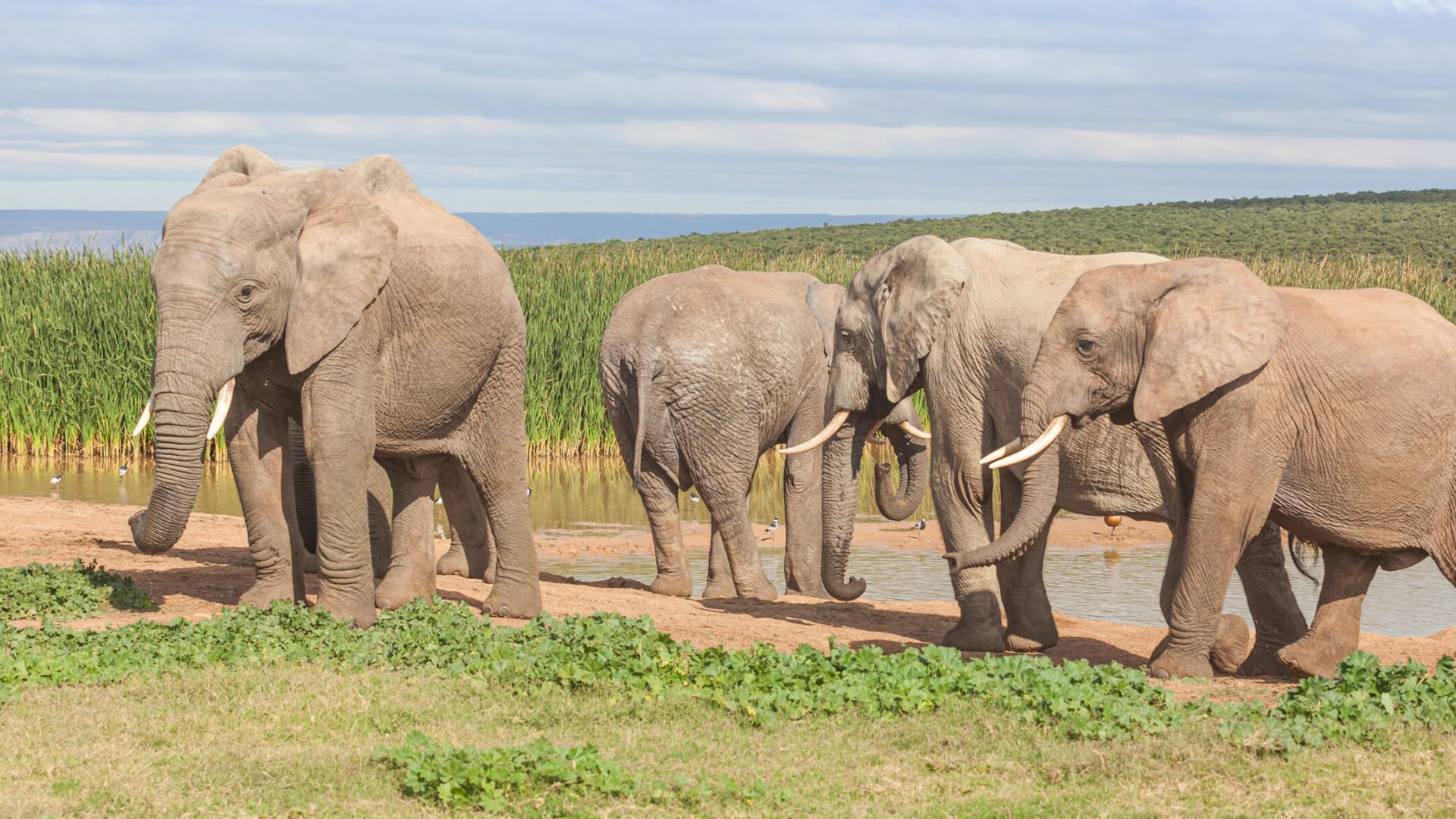 Addo Elephant National Park