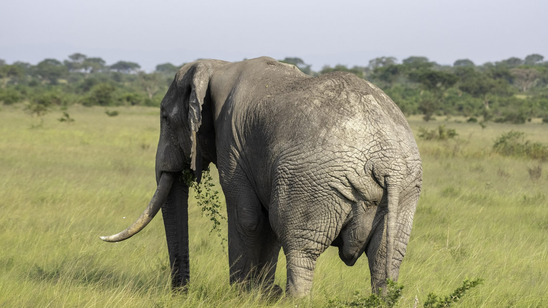 Akagera National Park