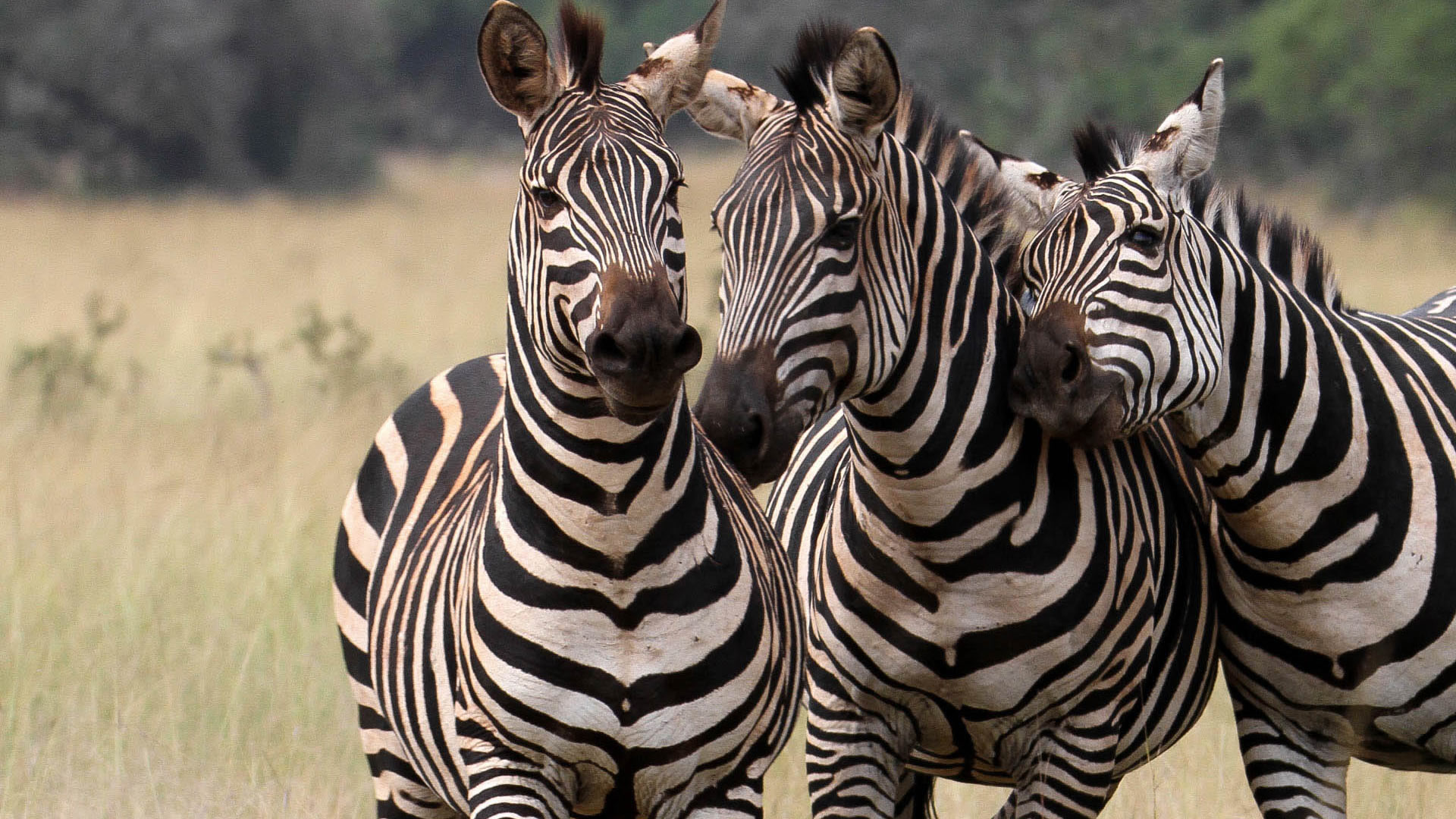 Akagera National Park