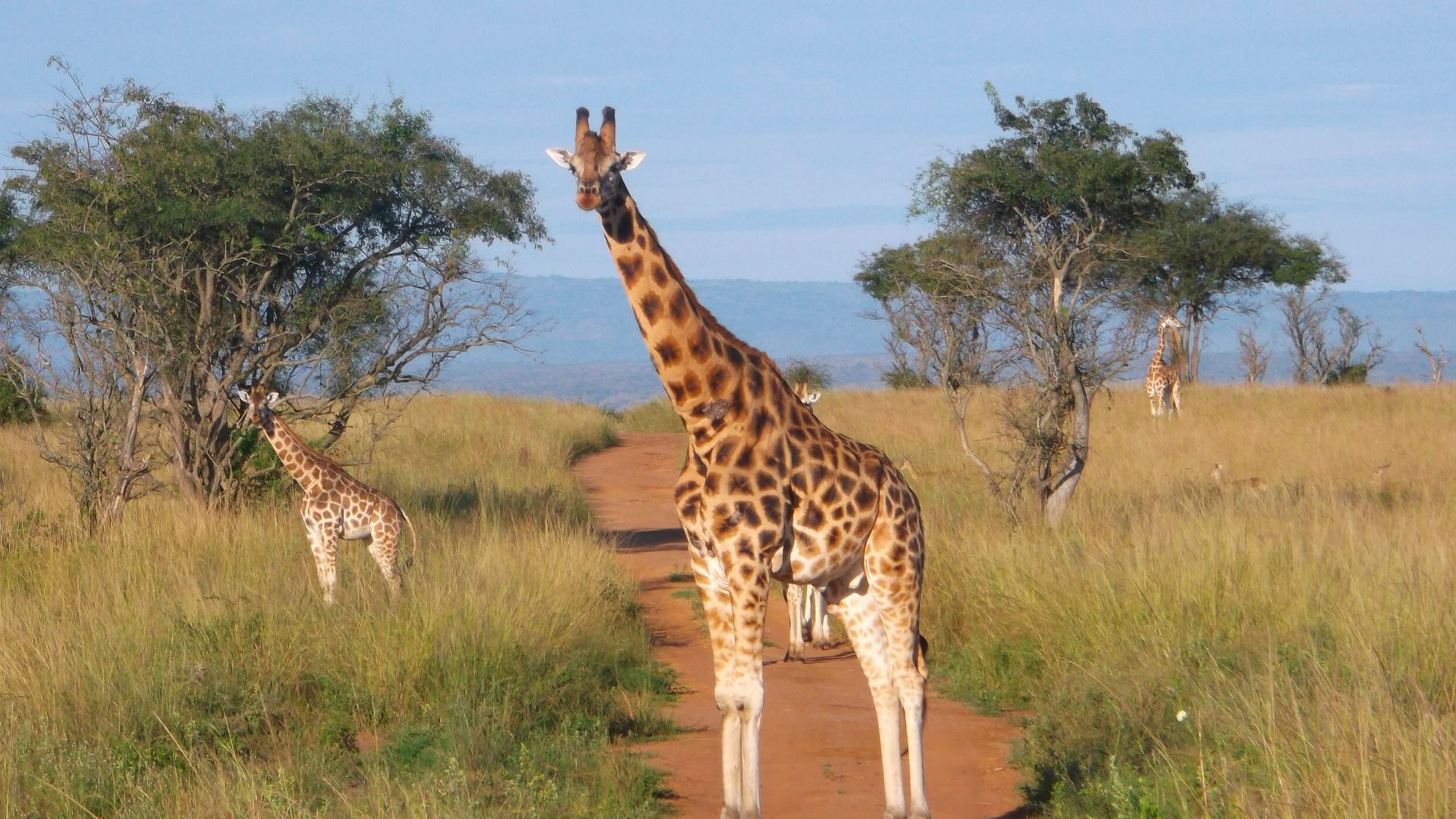 Akagera National Park