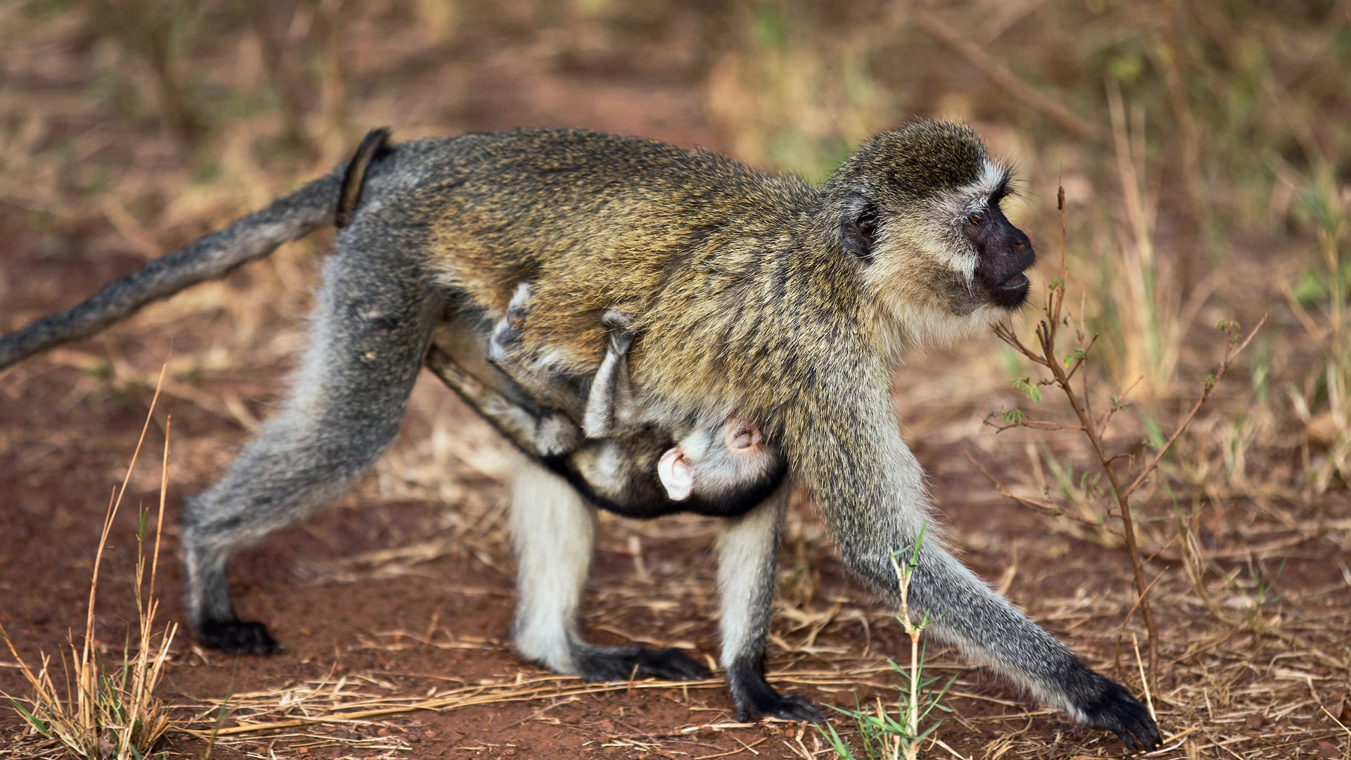 Akagera National Park
