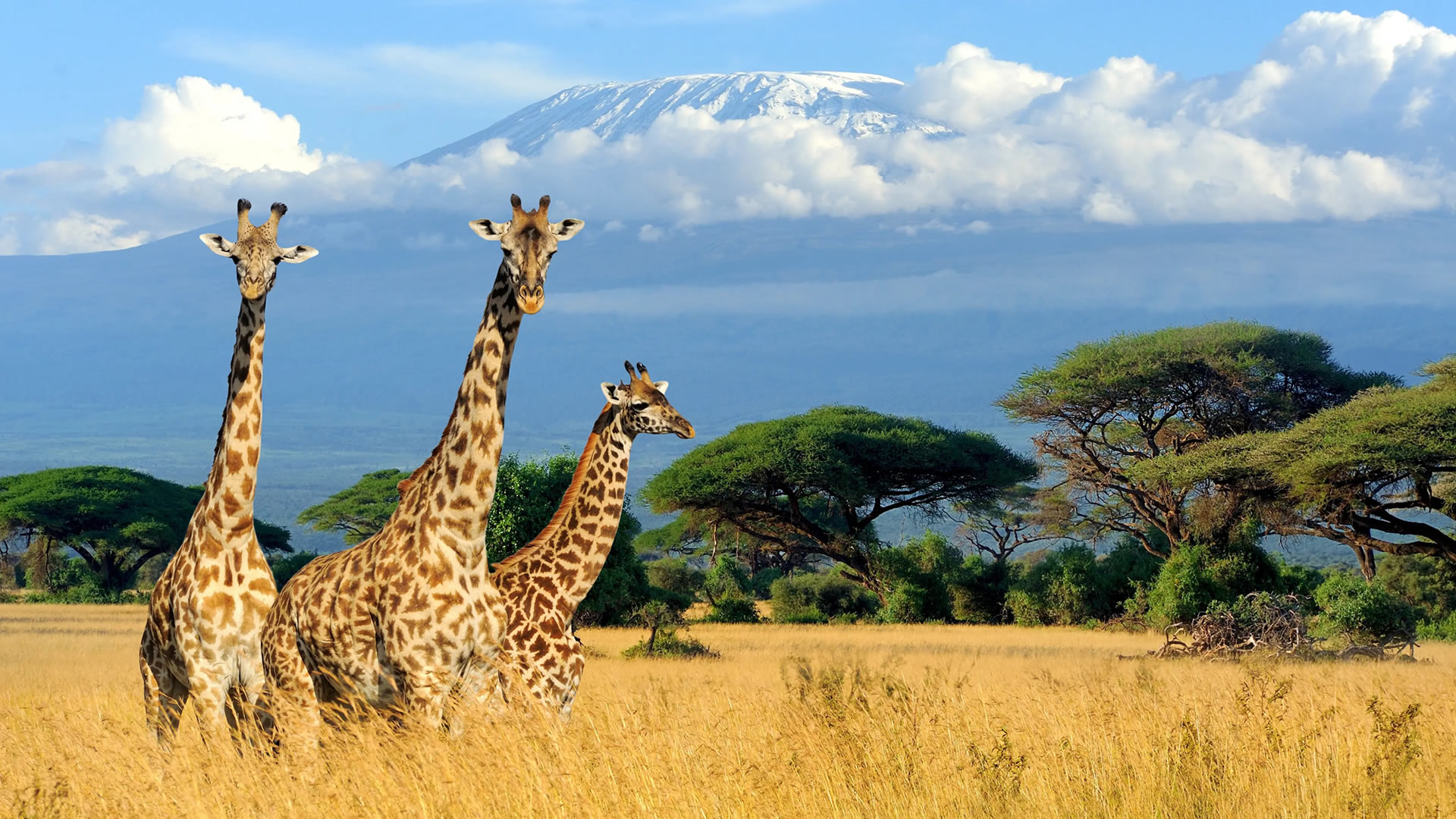 Amboseli National Park