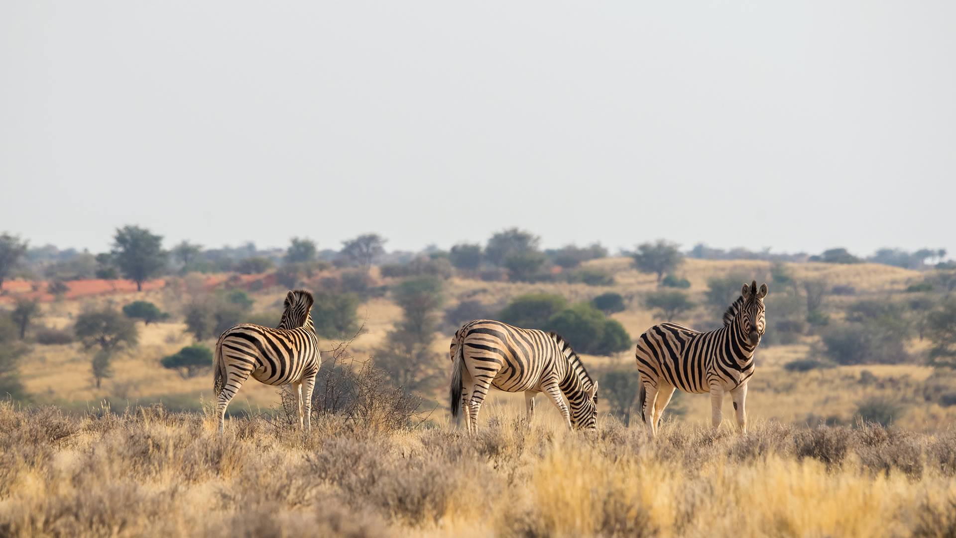 Central Kalahari Game Reserve