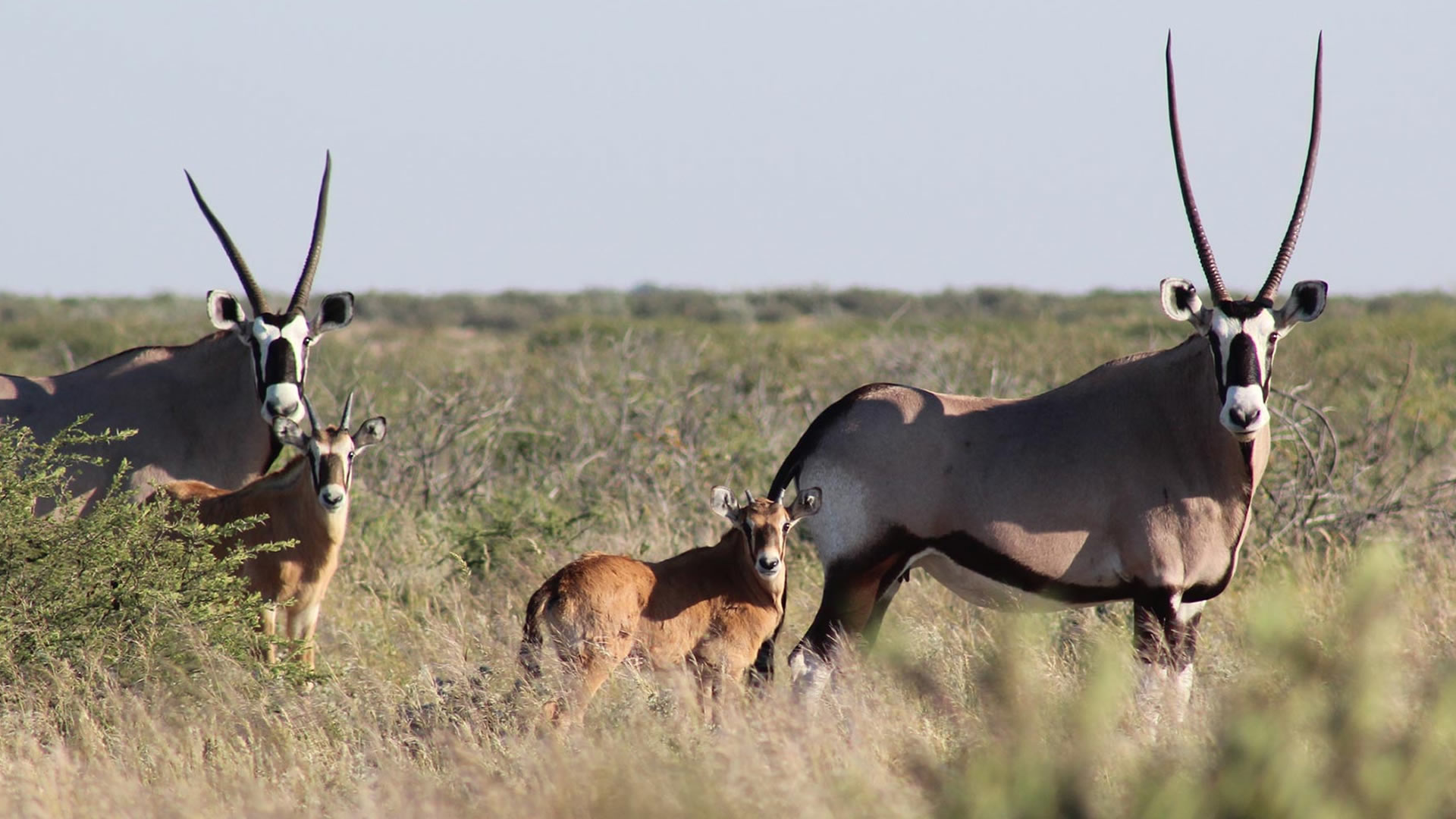 Central Kalahari Game Reserve
