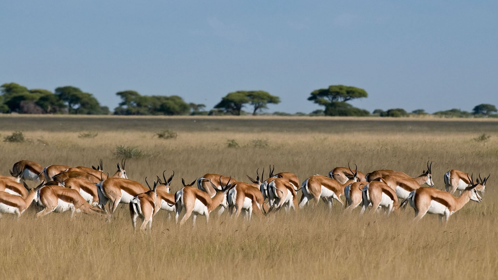 Central Kalahari Game Reserve