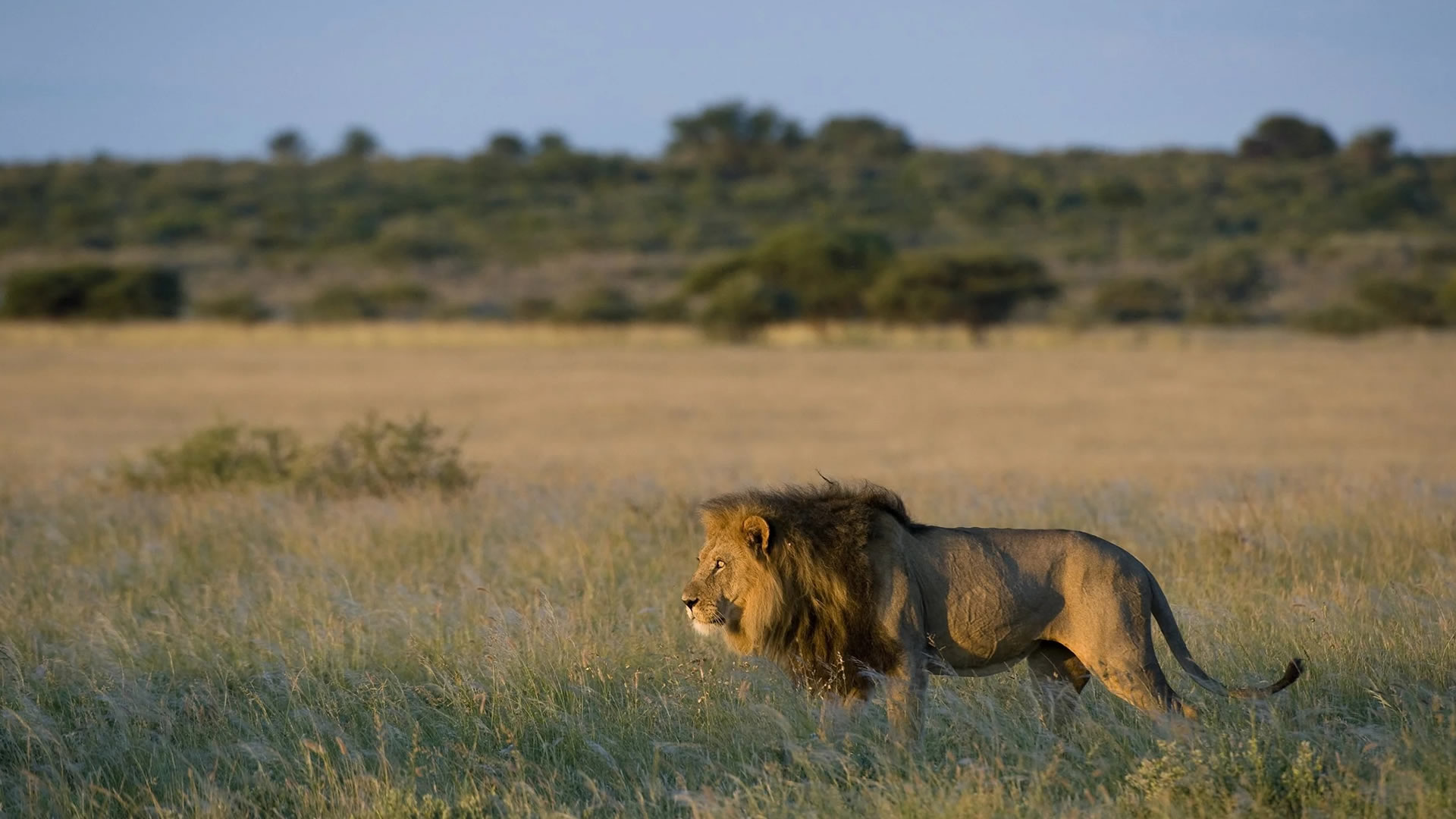 Central Kalahari Game Reserve