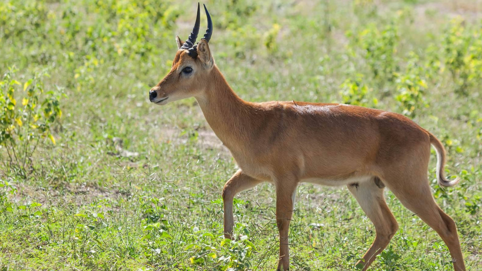 Chobe National Park