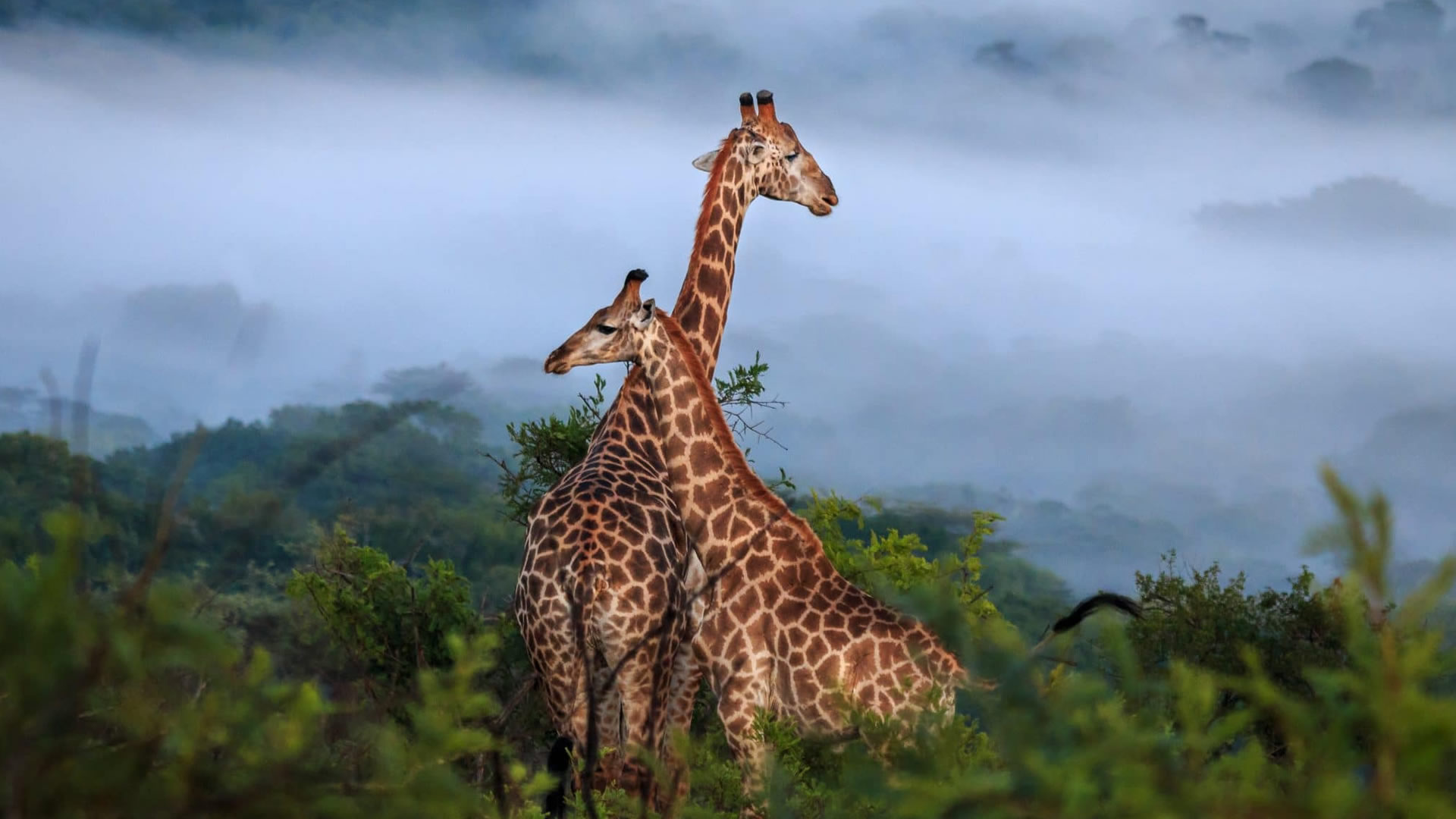 Hluhluwe Imfolozi Park
