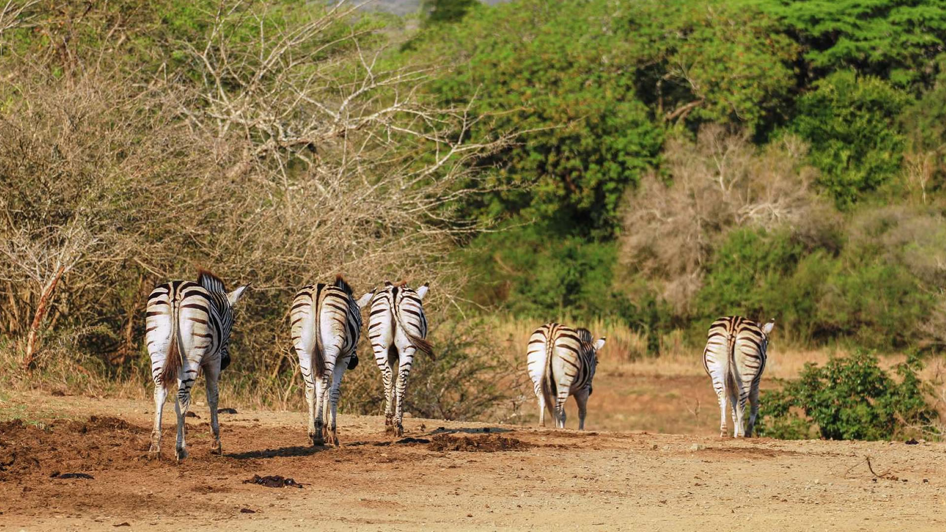 Hluhluwe Imfolozi Park