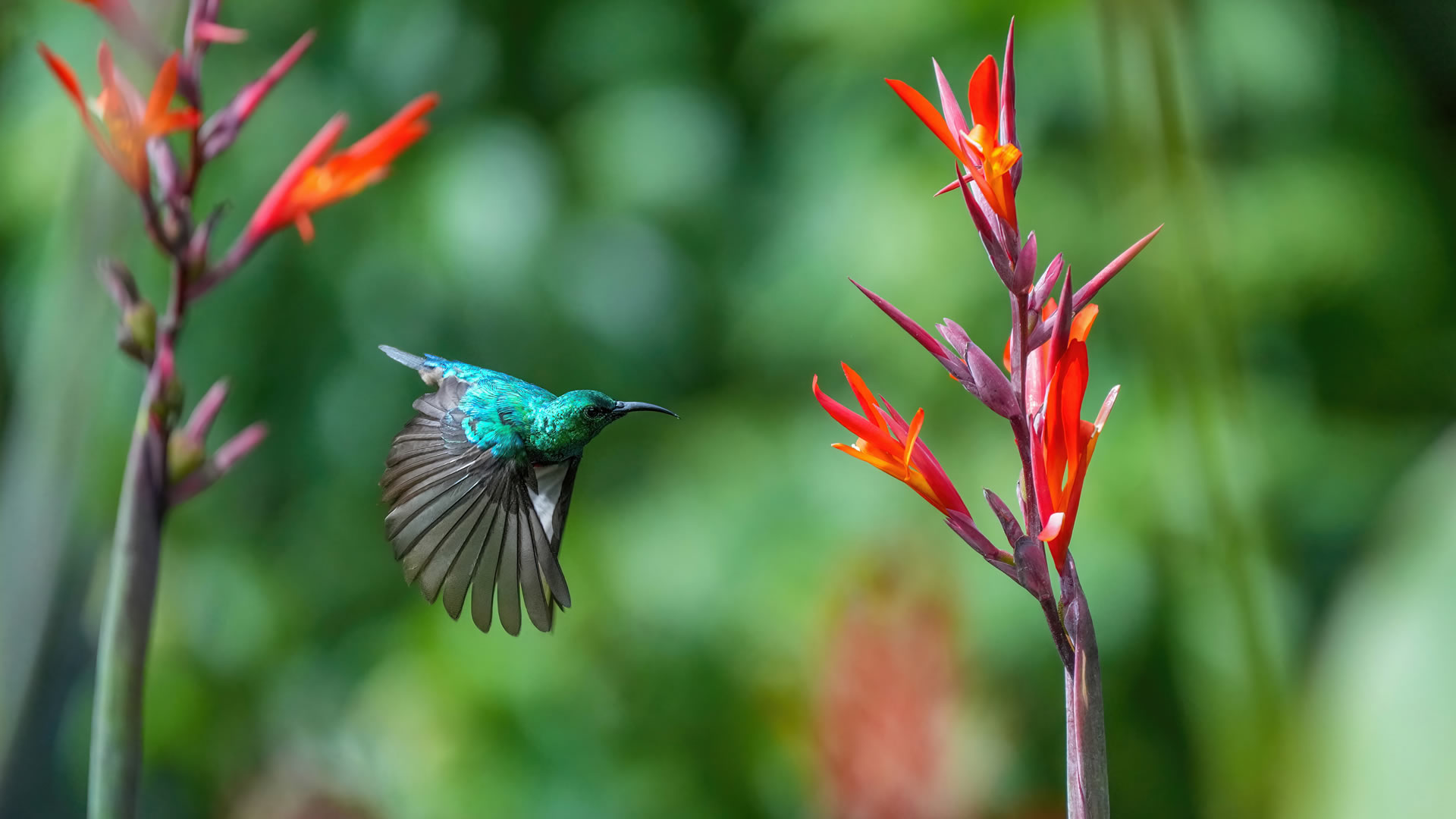 Kibale National Park