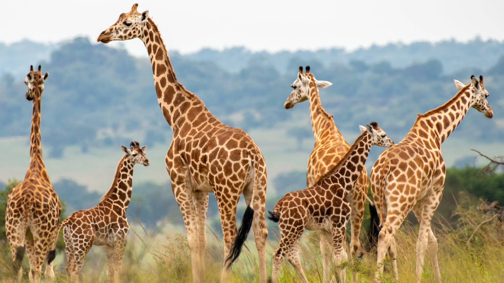 Kidepo Valley National Park
