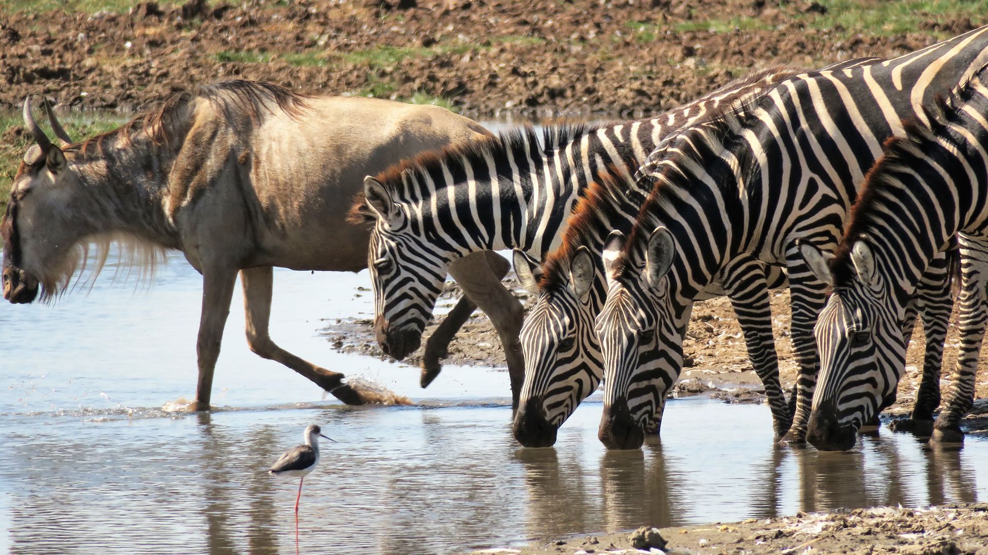 Lake Manyara National Park