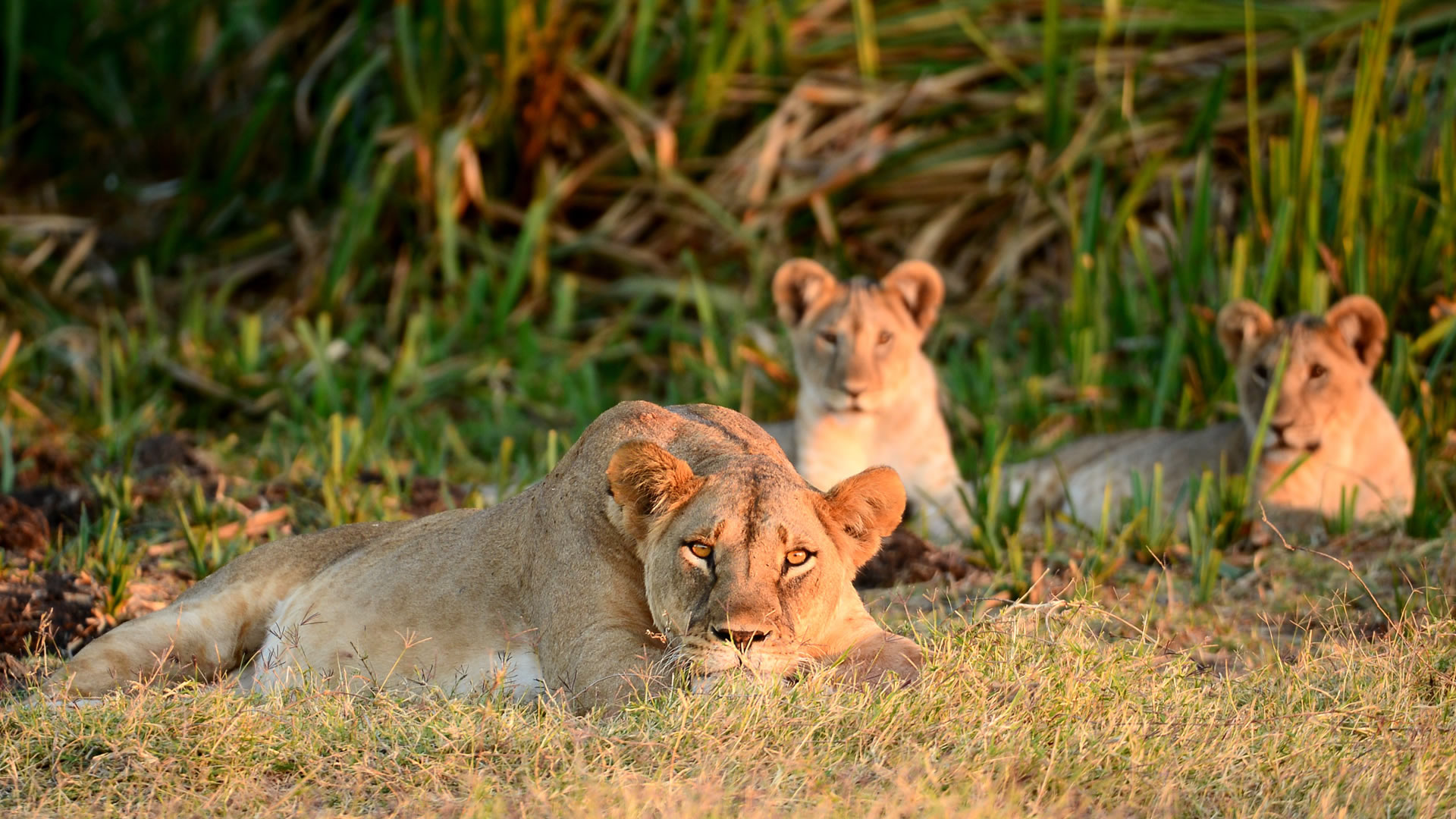 Lewa Wildlife Conservancy