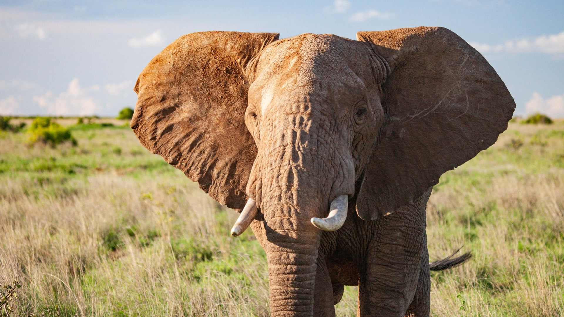 Loisaba Wildlife Conservancy
