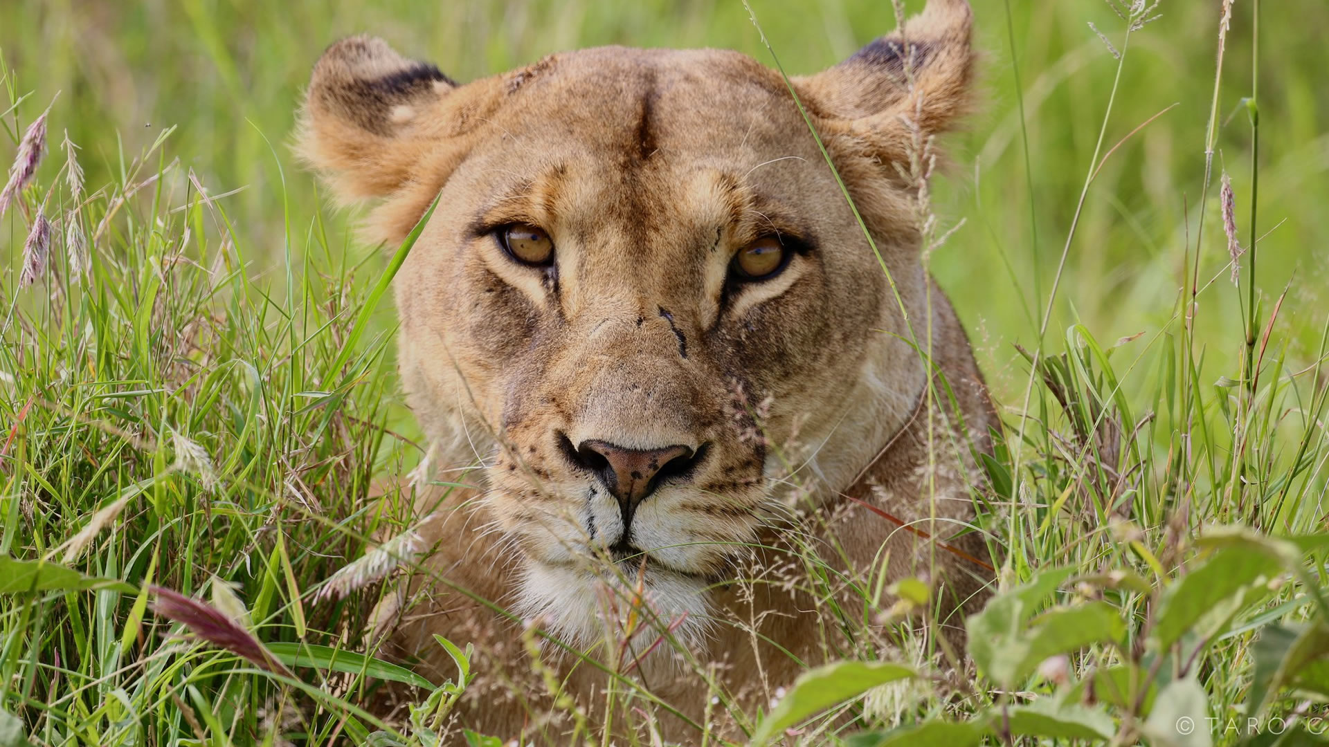 Loisaba Wildlife Conservancy