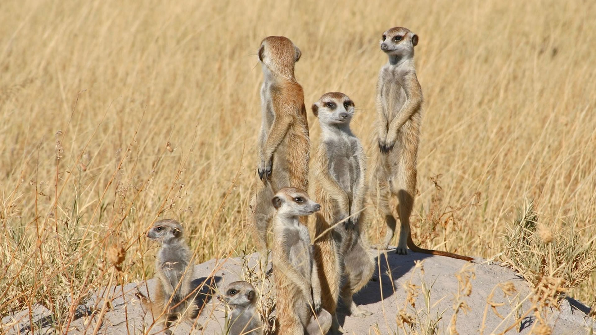 Makgadikgadi Pans