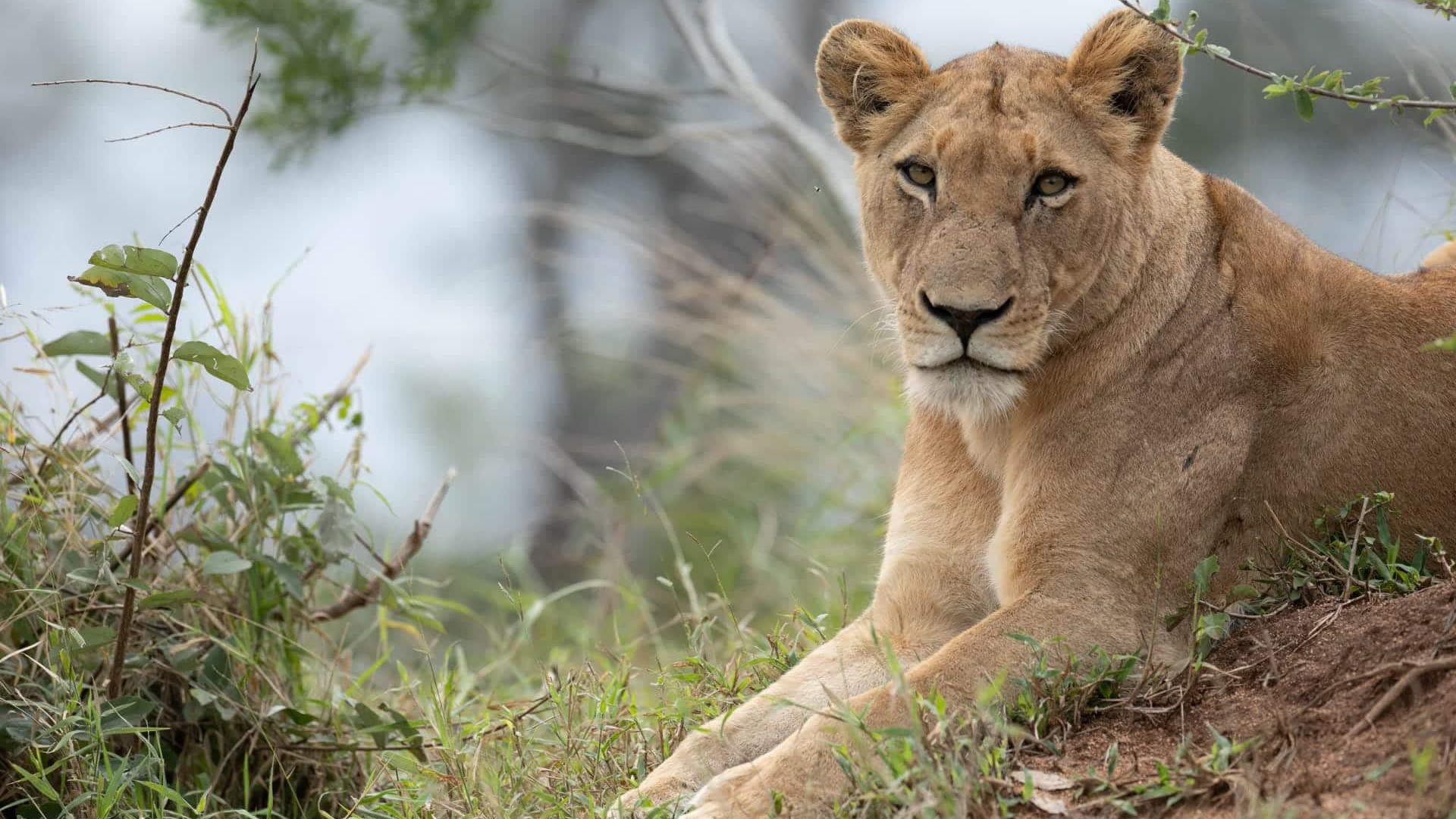 Malamala Private Game Reserve