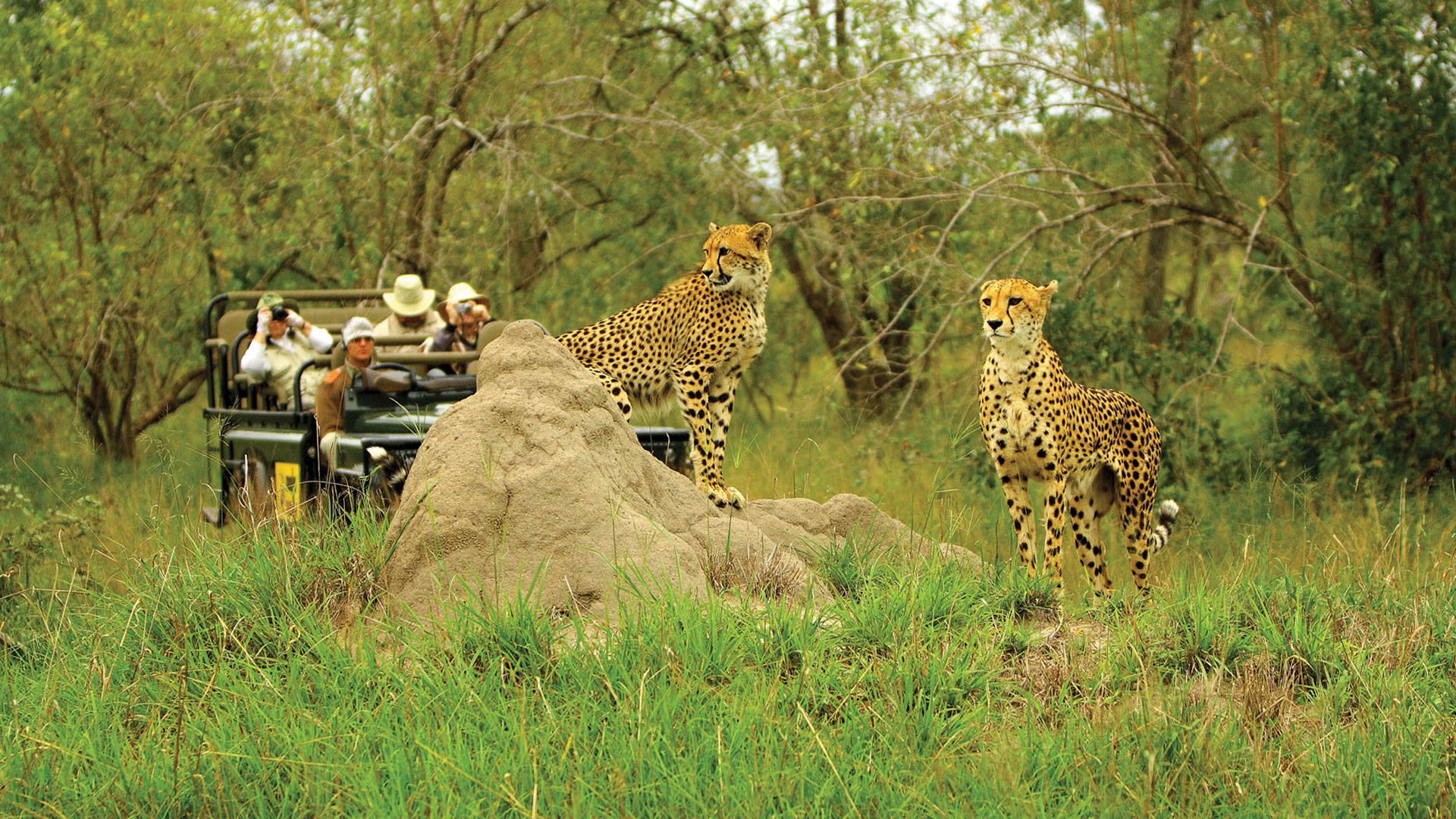 Malamala Private Game Reserve