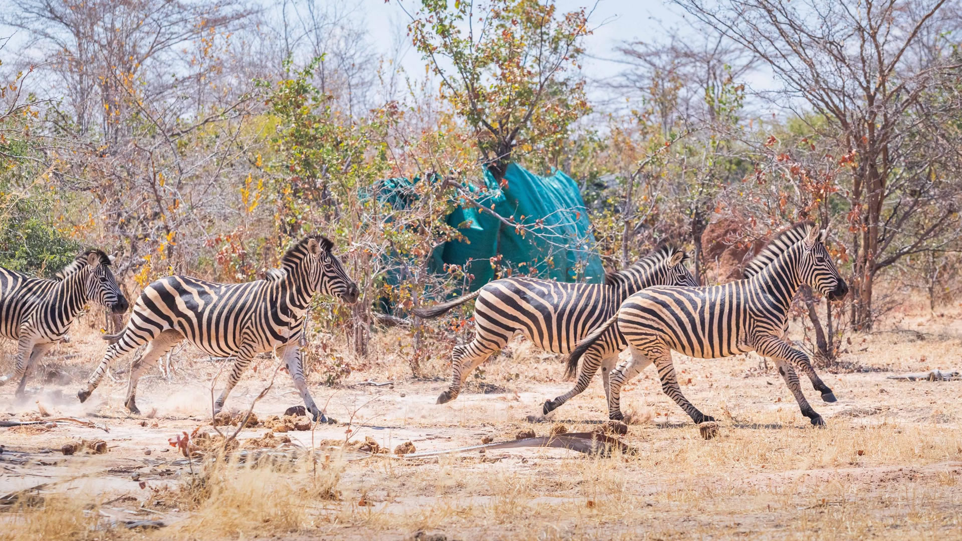Matusadona National Park