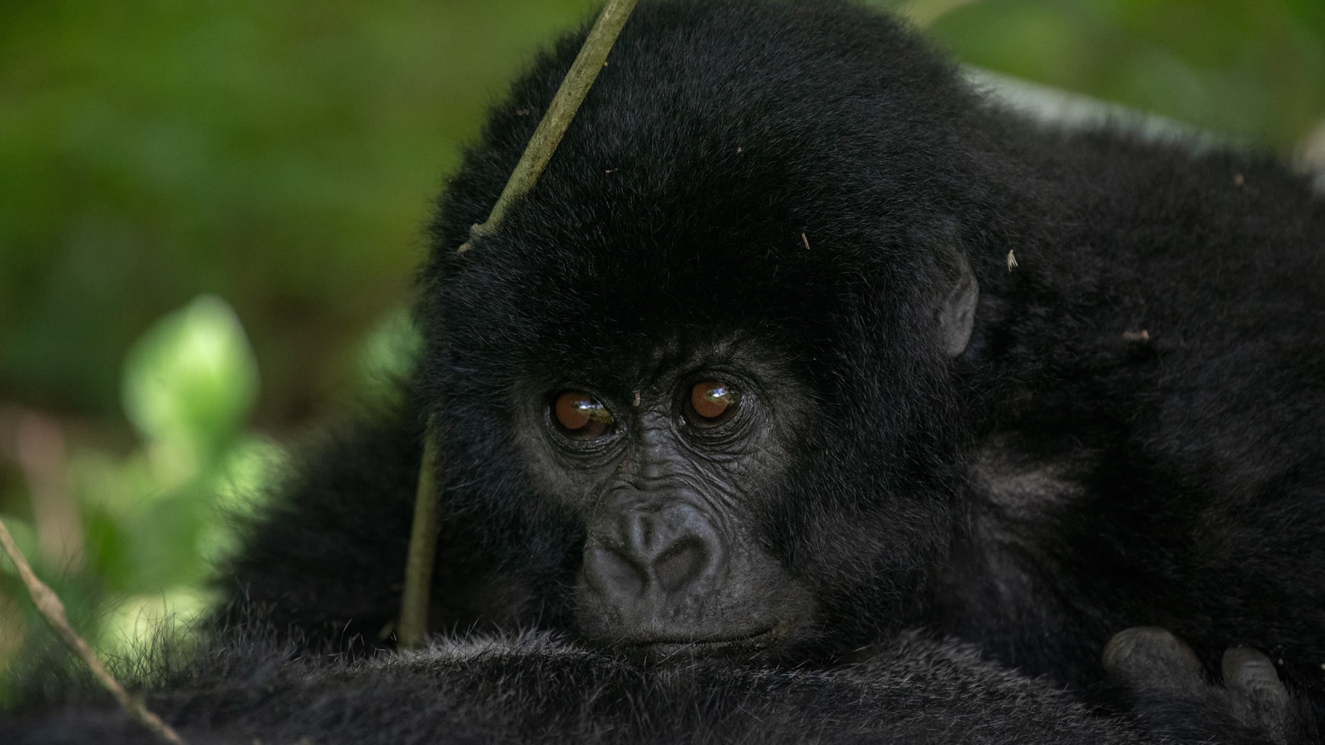 Mgahinga Gorilla National Park