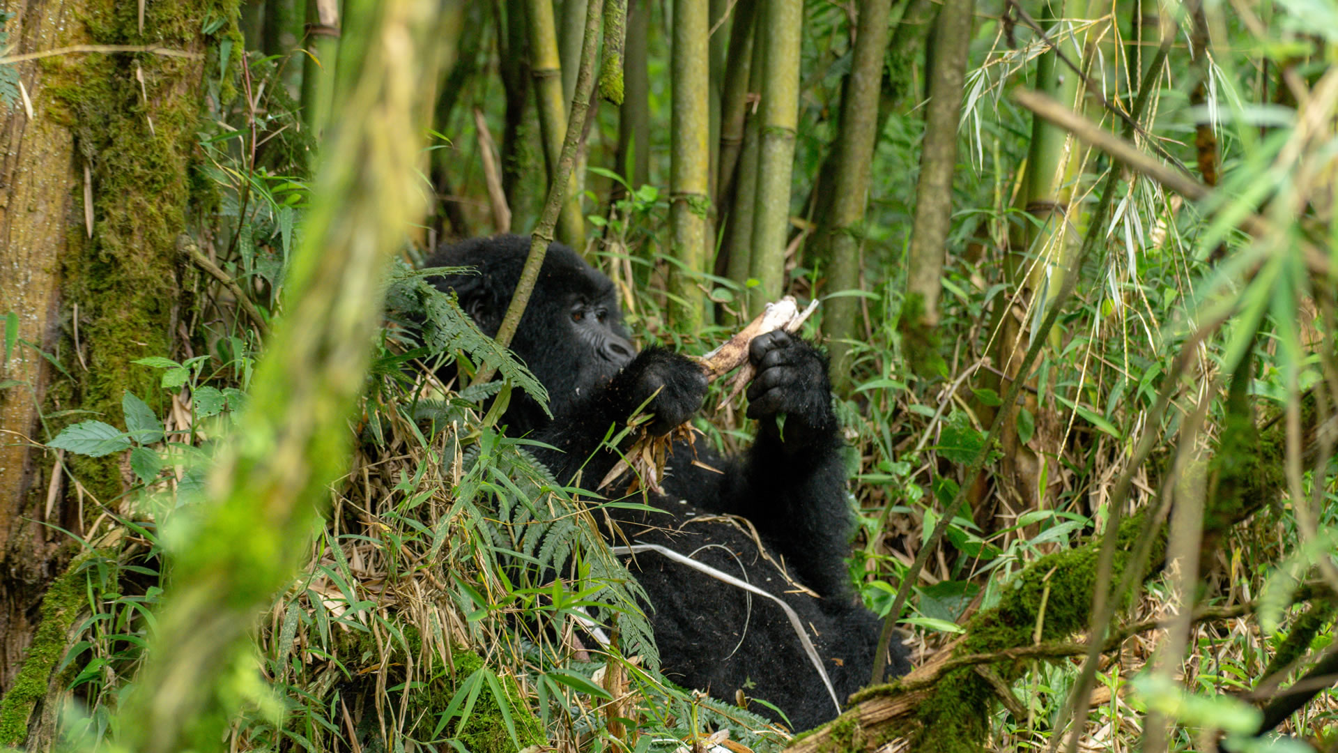 Mgahinga Gorilla National Park