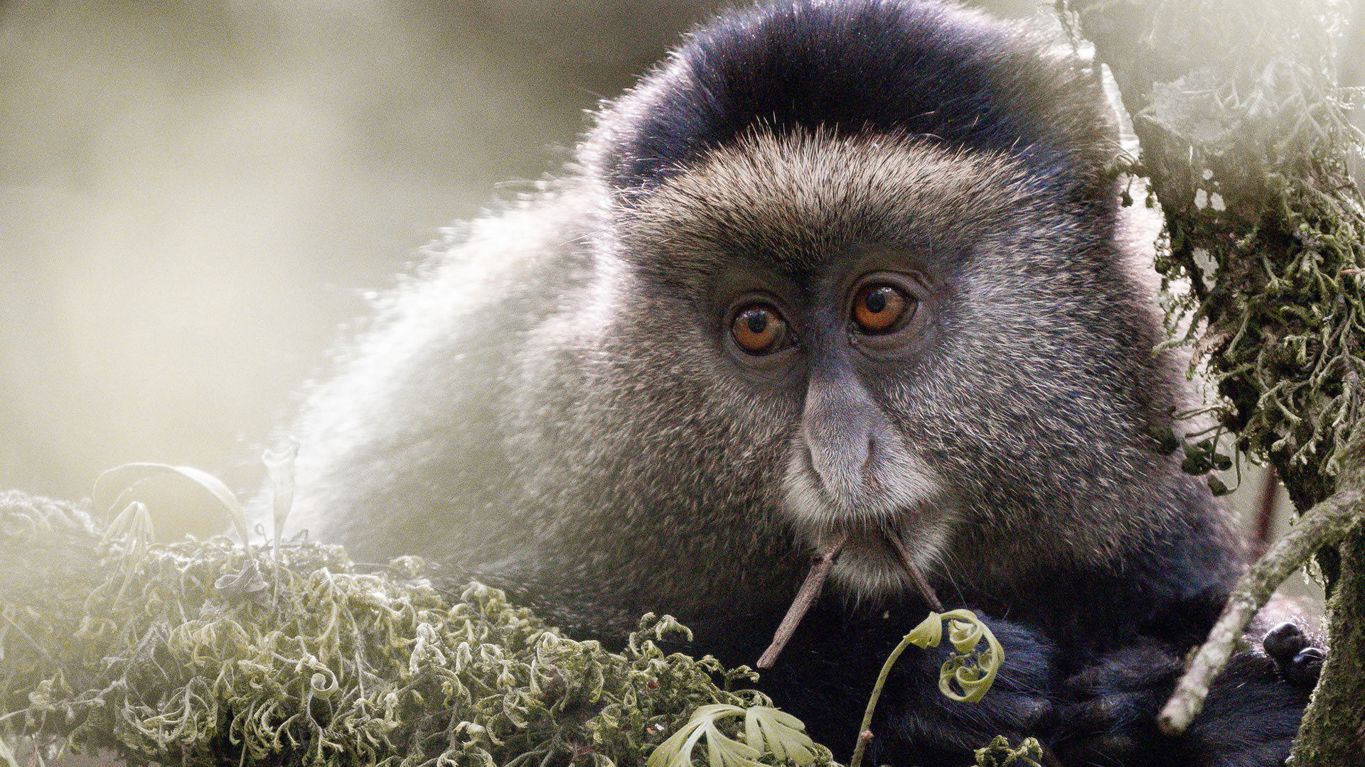 Mgahinga Gorilla National Park