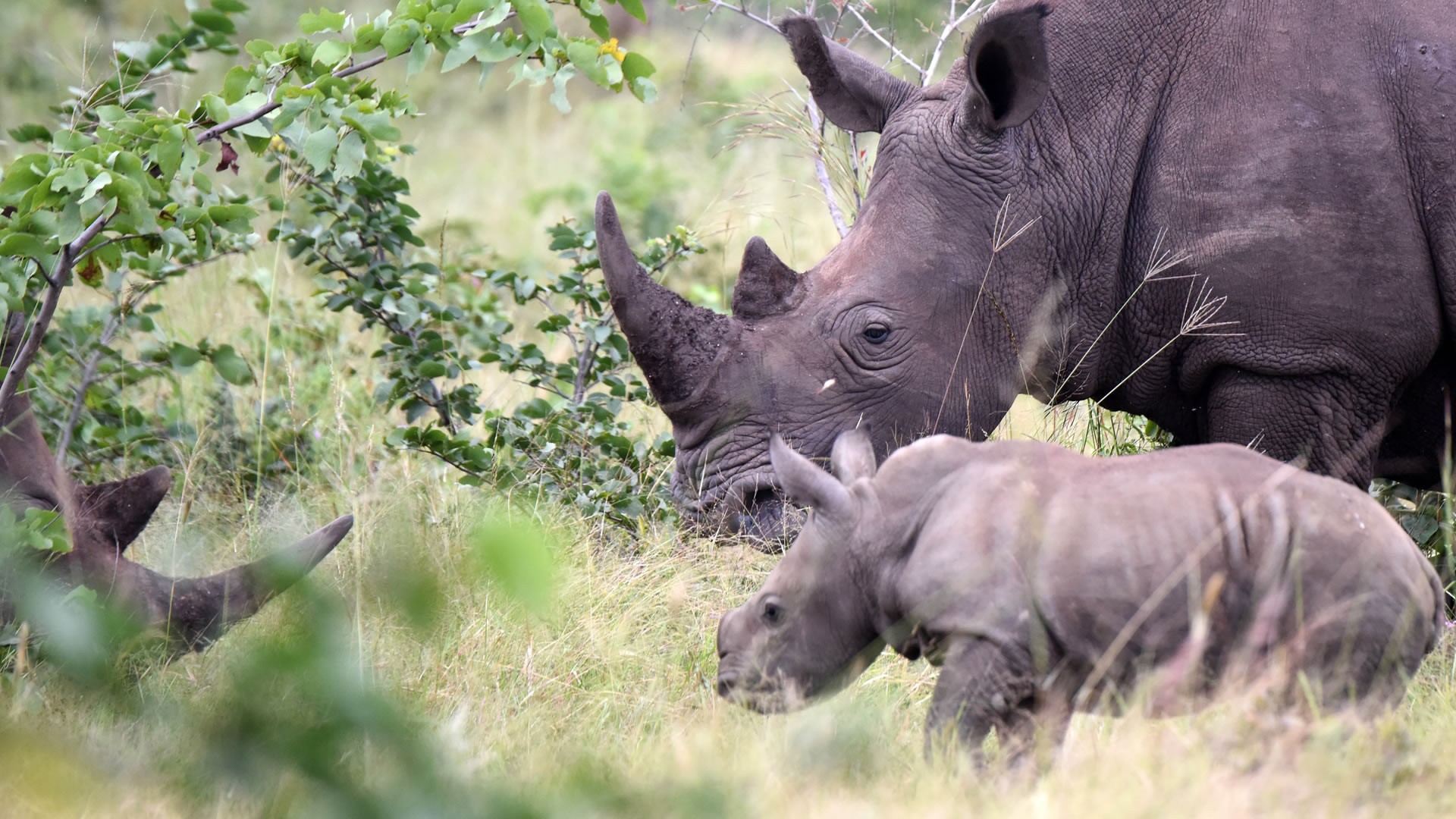Mosi-Oa-Tunya National Park