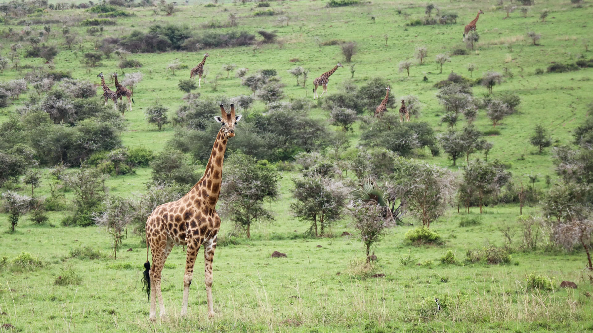 Murchison Falls National Park