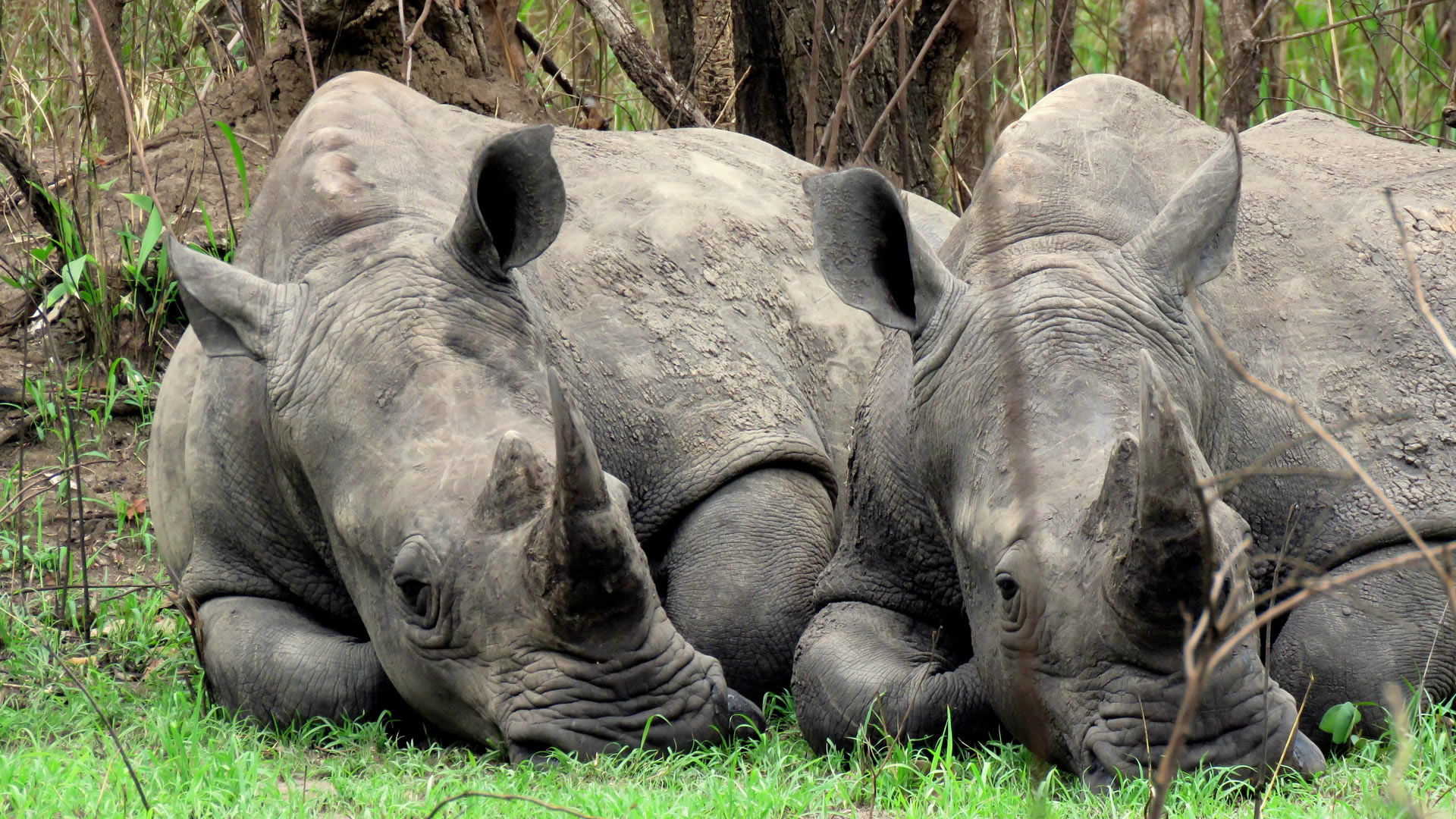 Murchison Falls National Park