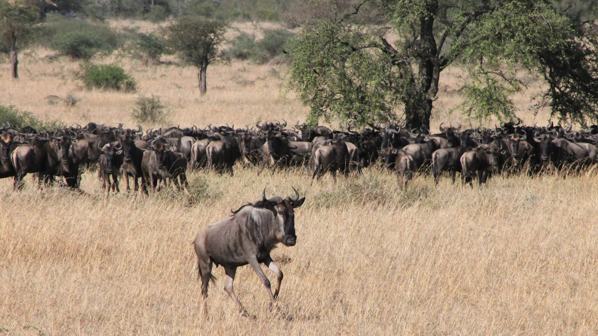 Ngorongoro Conservation area