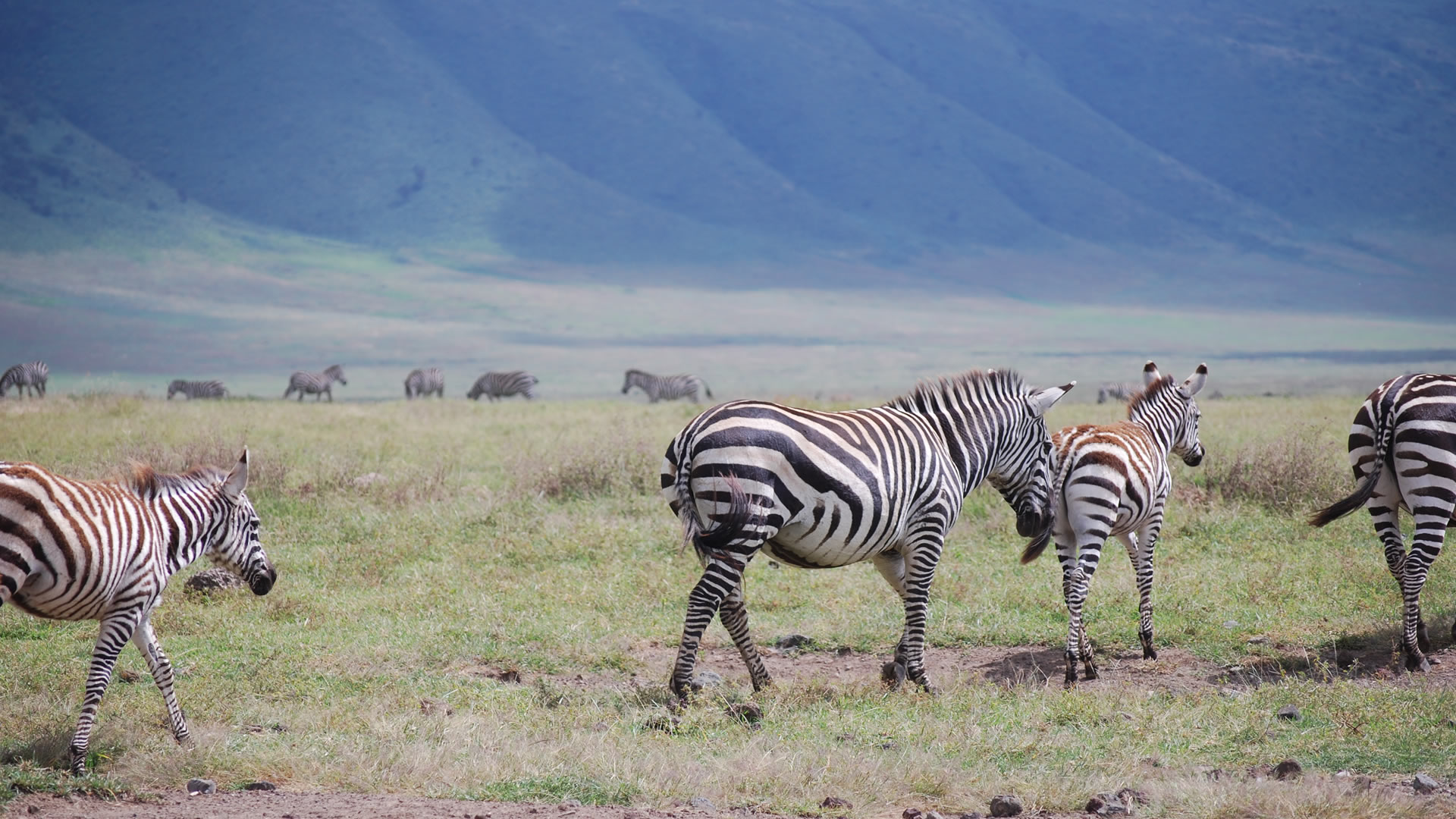 Ngorongoro Conservation area