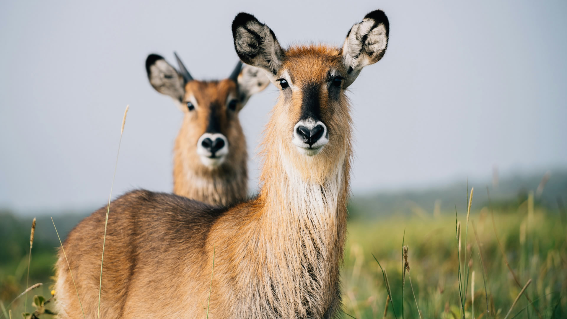 Ngorongoro Conservation area