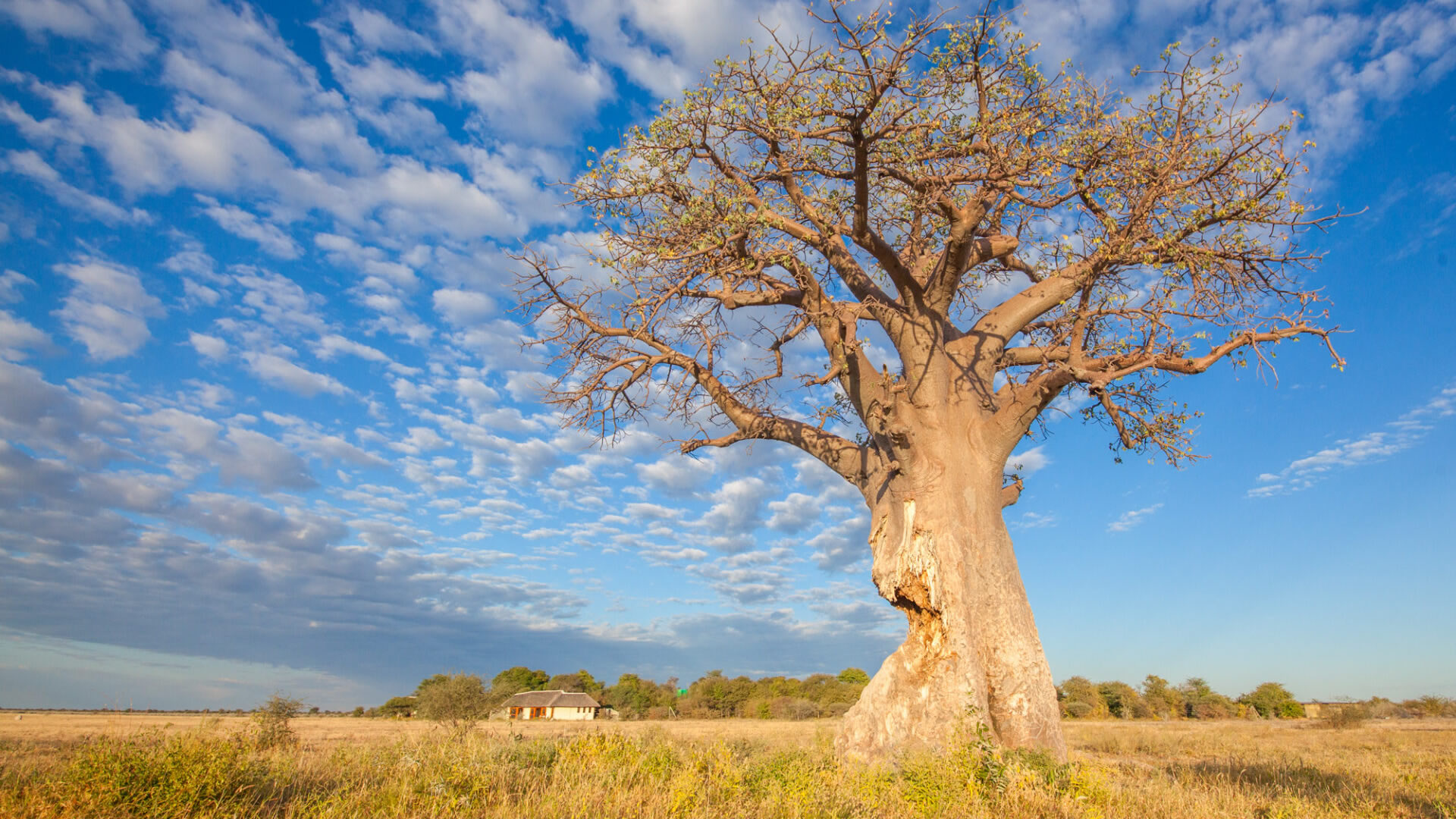 Nxai Pan National Park