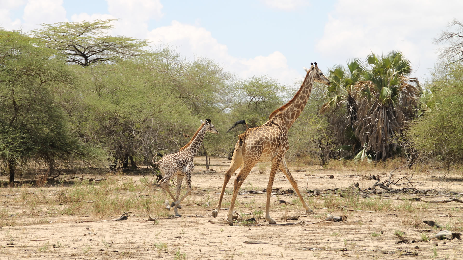 Nyerere National Park