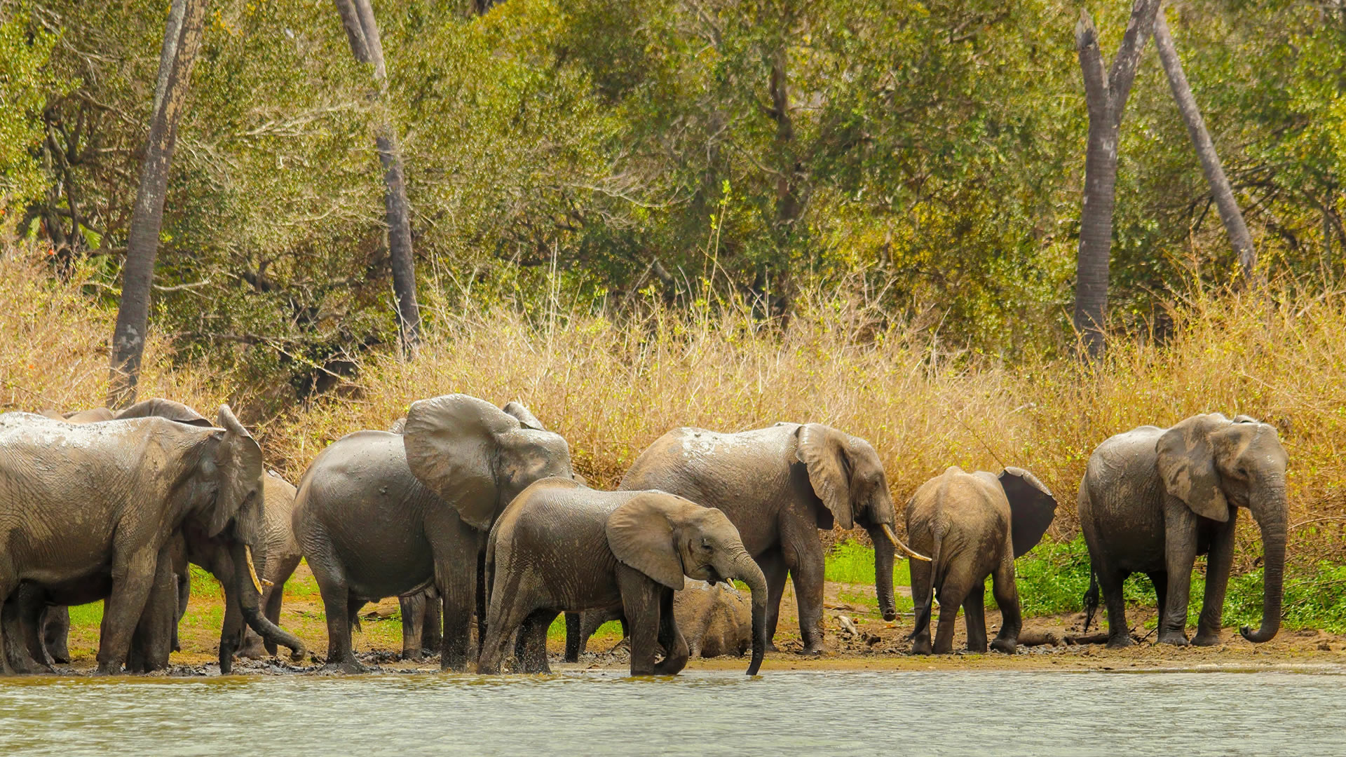 Nyerere National Park
