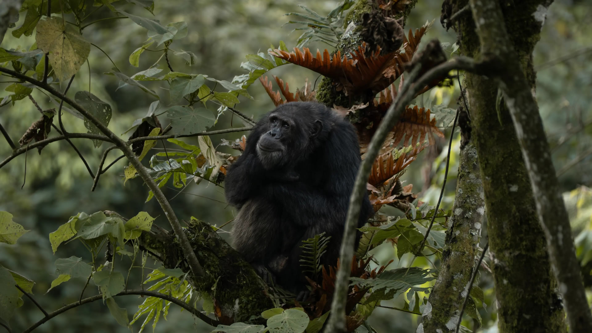 Nyungwe Forest National Park