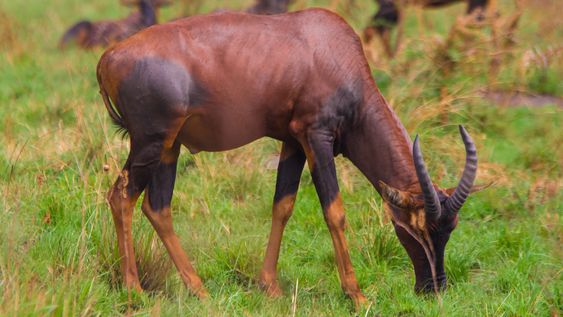 Queen Elizabeth National Park
