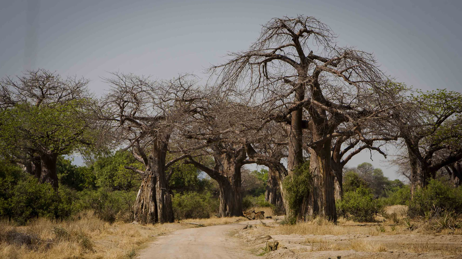 Ruaha National Park