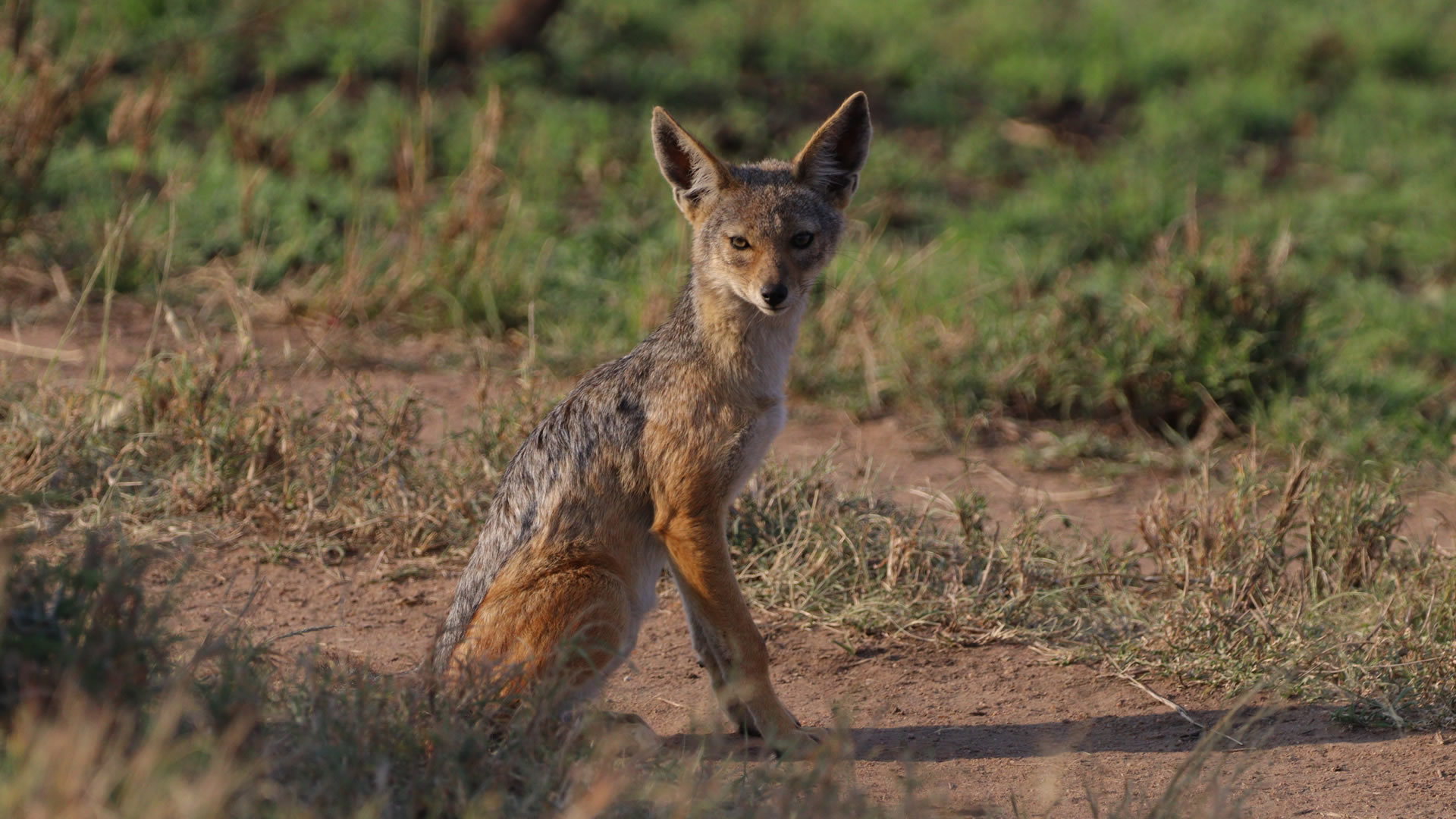 Ruaha National Park