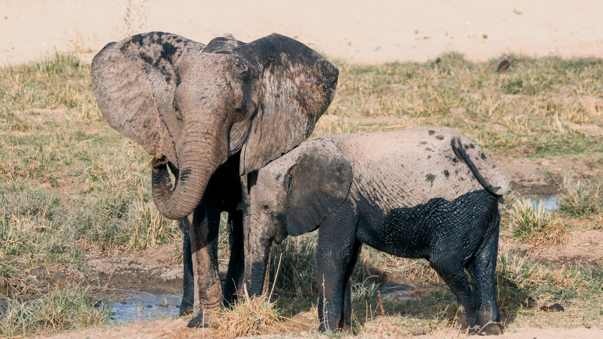 Ruaha National Park