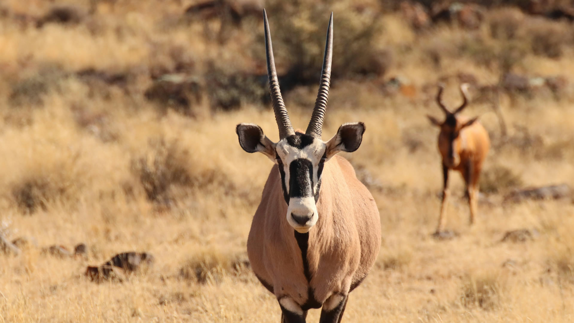 Samburu Game Reserve