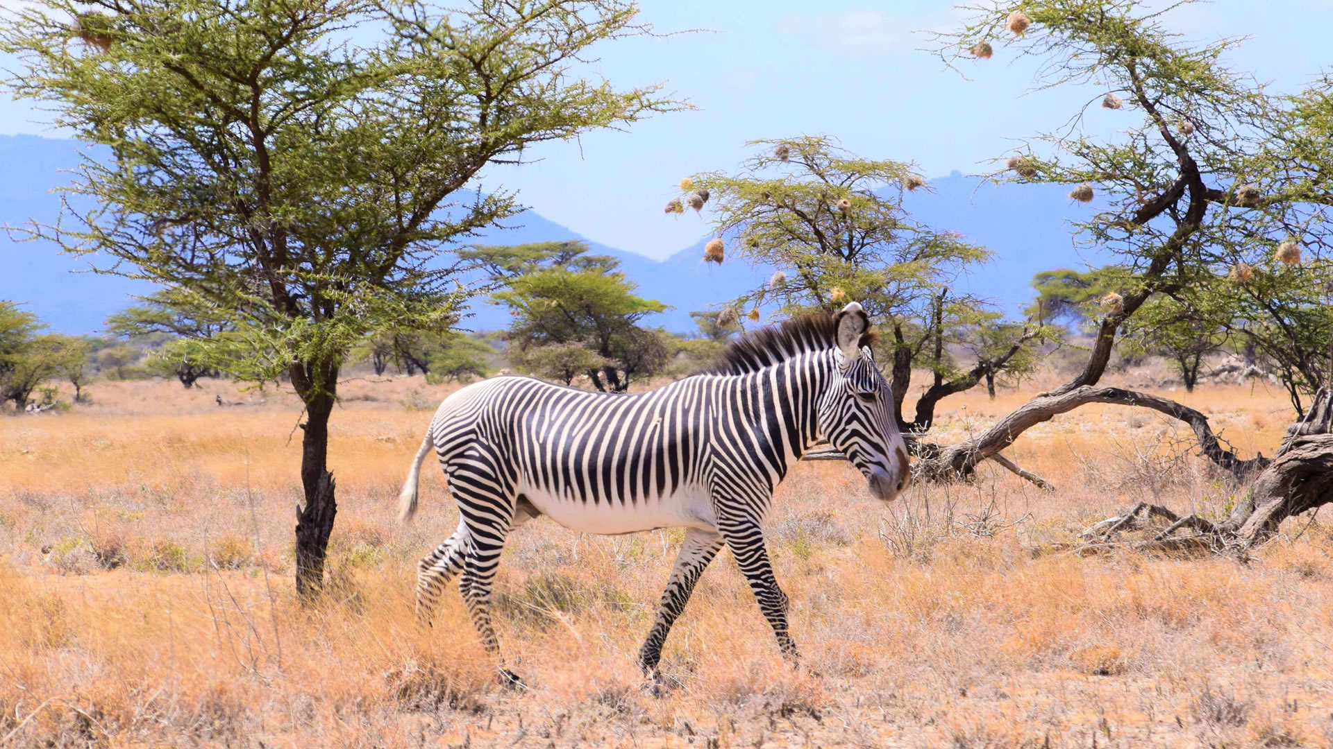 Samburu Game Reserve