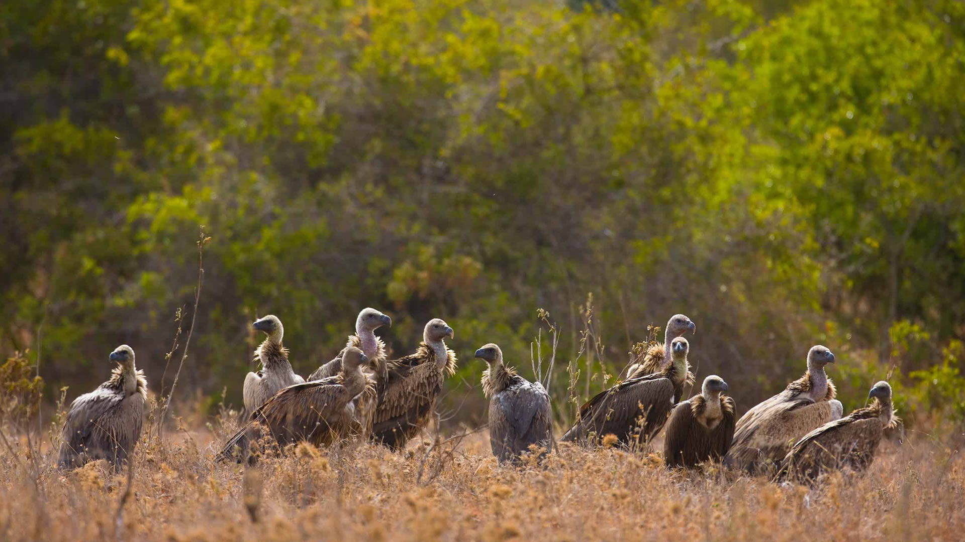 Solio Game Reserve