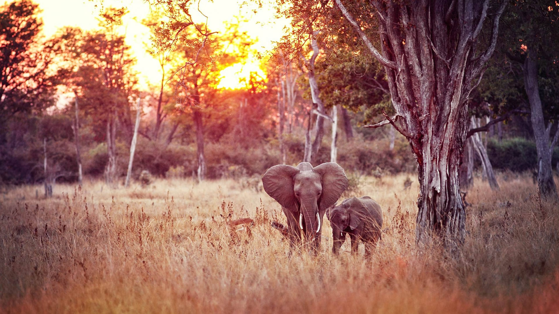 South Luangwa National Park