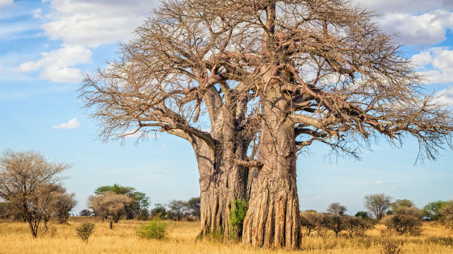 Tarangire National Park