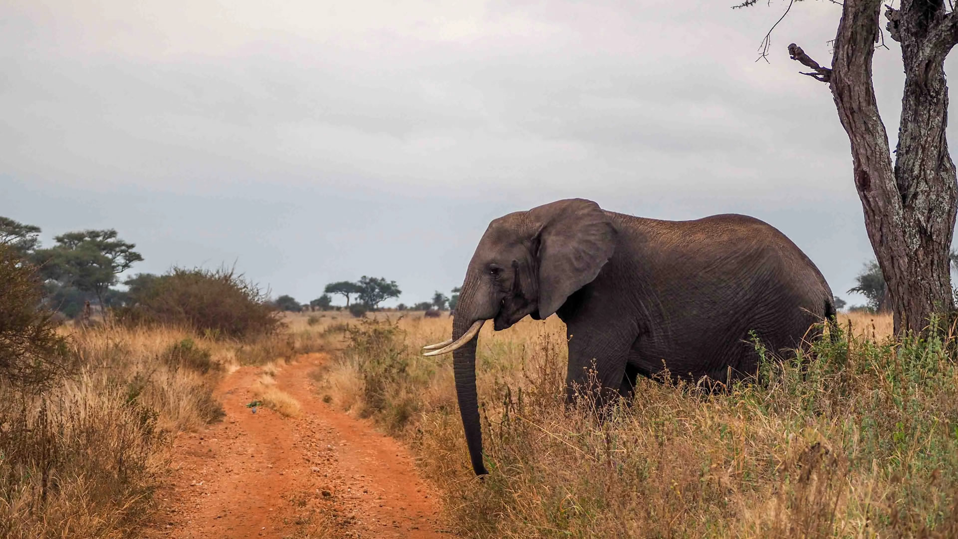 Tarangire National Park